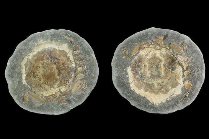 4.3" Fossil Crab (Trichopeltarion) Nodule (Pos/Neg) - New Zealand